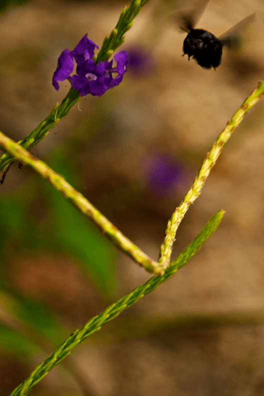 coming in for a landing