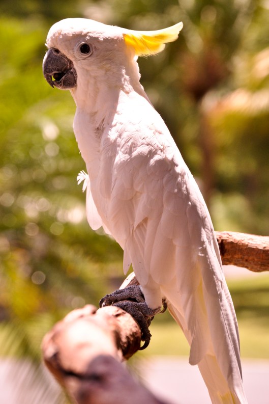 Cockatoo