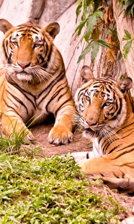 Smile for the Camera