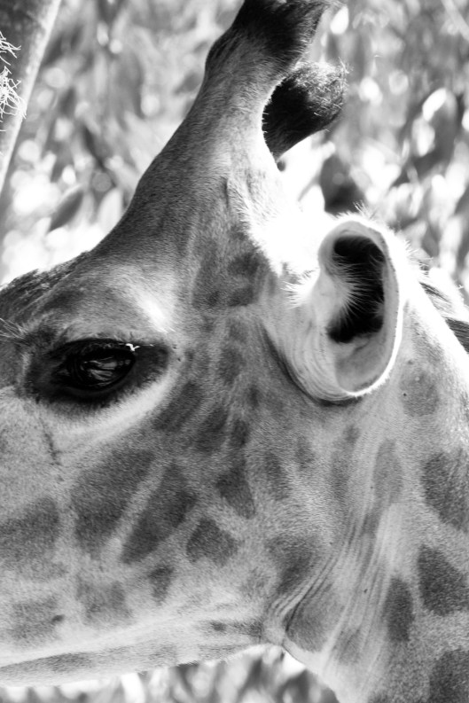 Giraffa camelopardalis