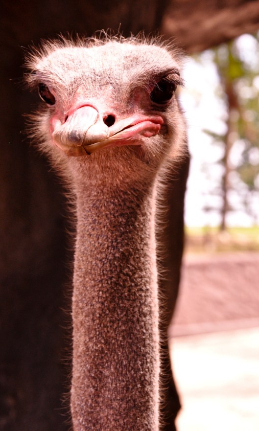 Creepy Ostrich
