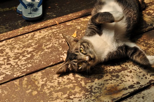 Dangerous Island Cat