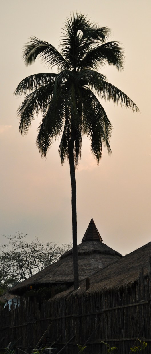 Sunset Palm