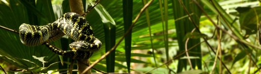 Tropidolaemus wagleri