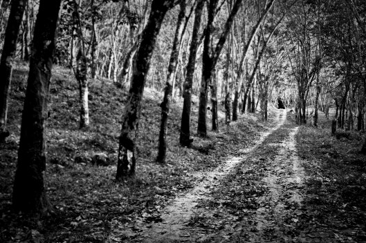 Follow the Rubber Tree Road