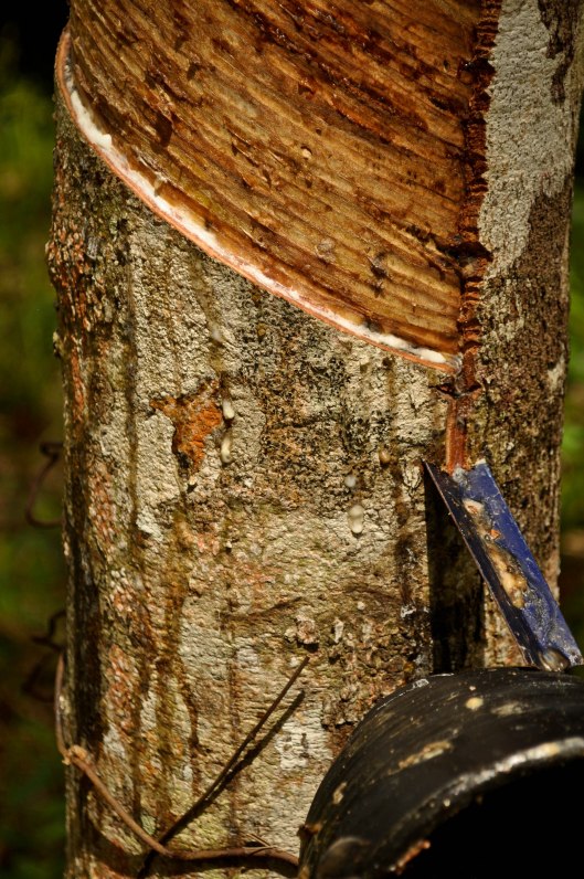 Where the Rubber Meets the Tree