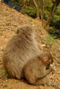 momma & baby macaque