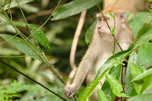 On Koh Tarutao, Tarutao Archipelago, Thailand